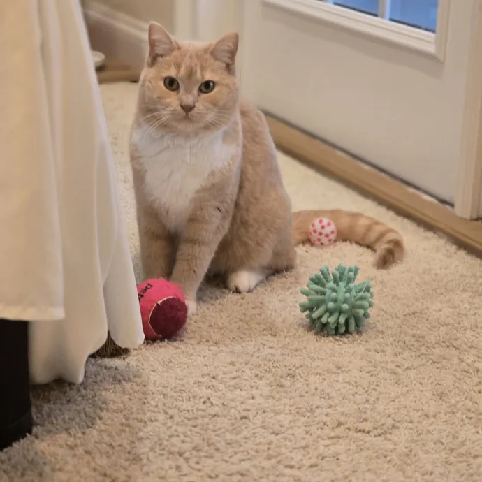 Experienced And Reliable Cat Sitter