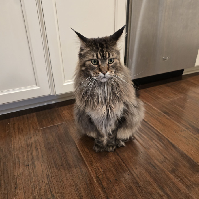 Experienced And Reliable Cat Sitter