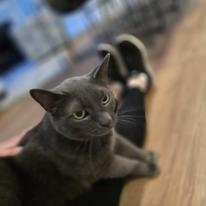 Experienced And Reliable Cat Sitter