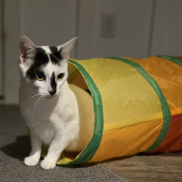 Experienced And Reliable Cat Sitter