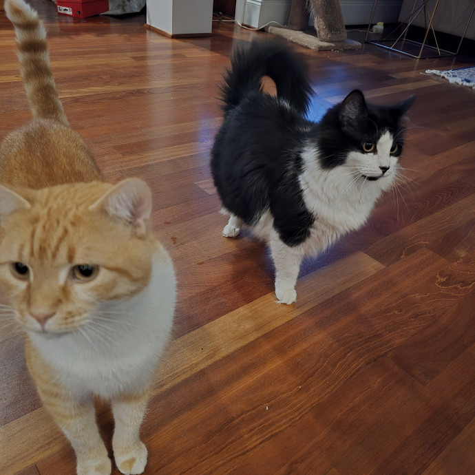Experienced And Reliable Cat Sitter photo 3