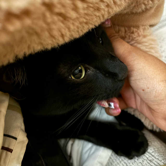 Kayla's Catsitting Service In Bucktown