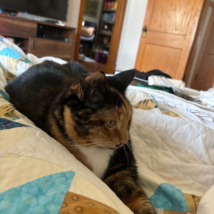Kayla's Catsitting Service In Bucktown