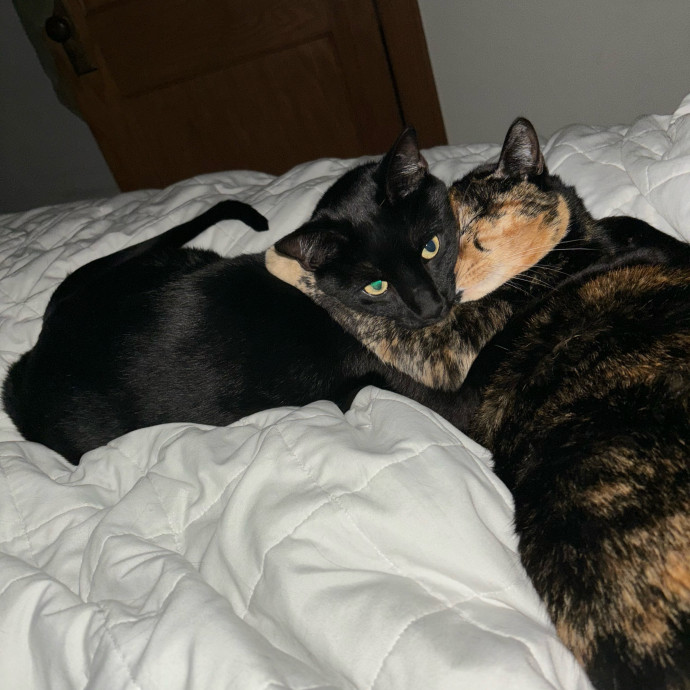 Kayla's Catsitting Service In Bucktown photo 3