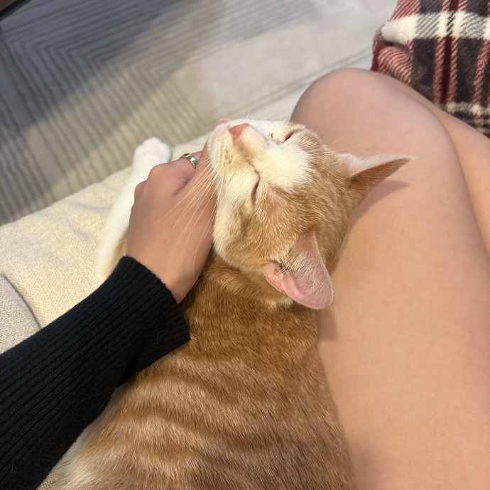 Kitty Cuddles