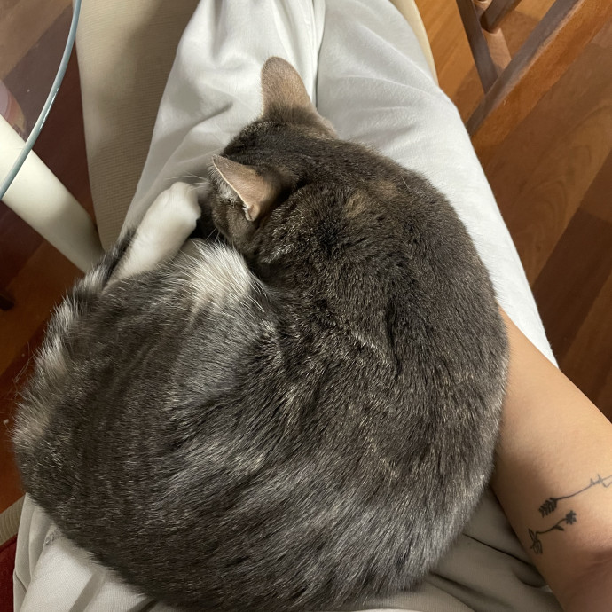 Kitty Cuddles photo 2