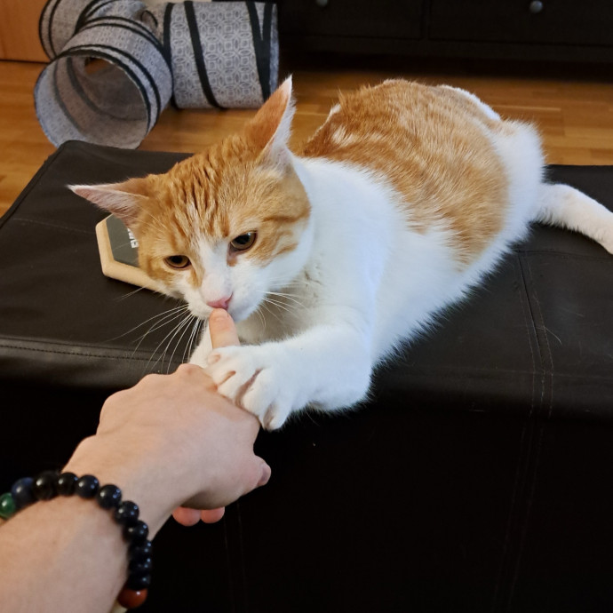 Boise Cat Whisperer