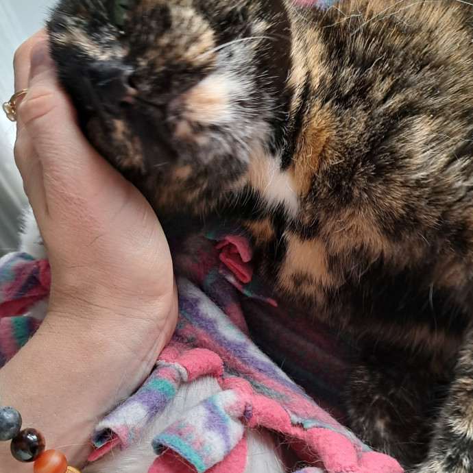 Boise Cat Whisperer