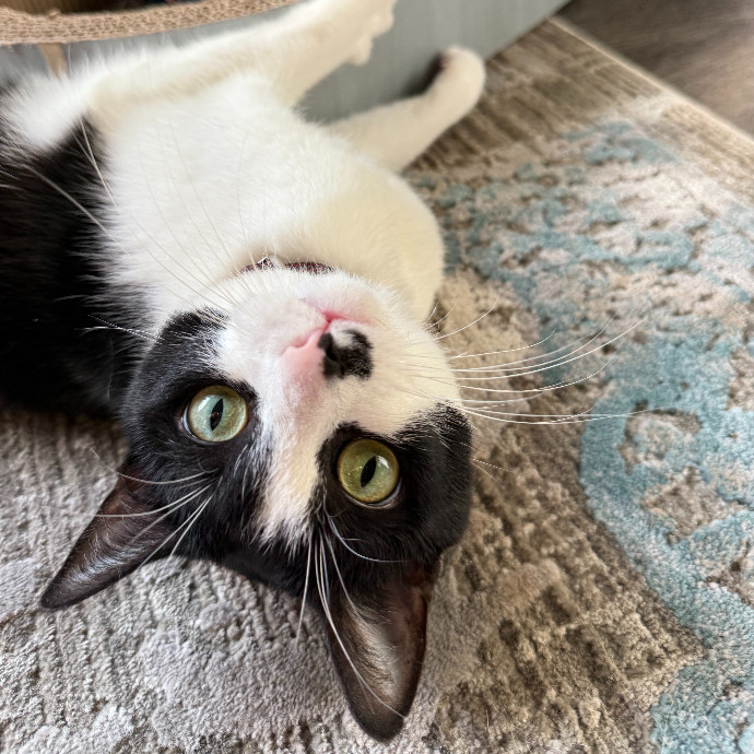 Cat First Care