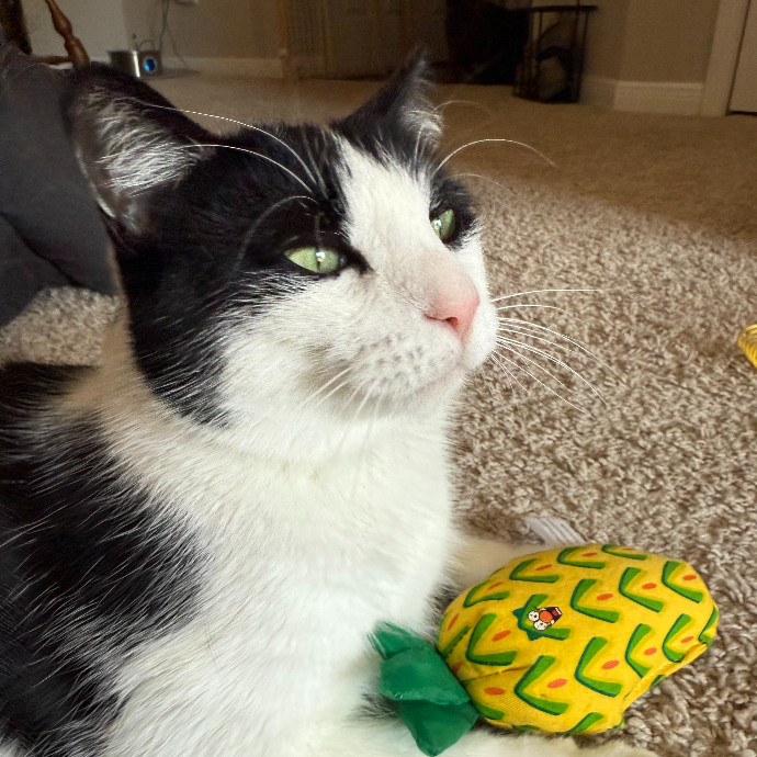 Cat First Care