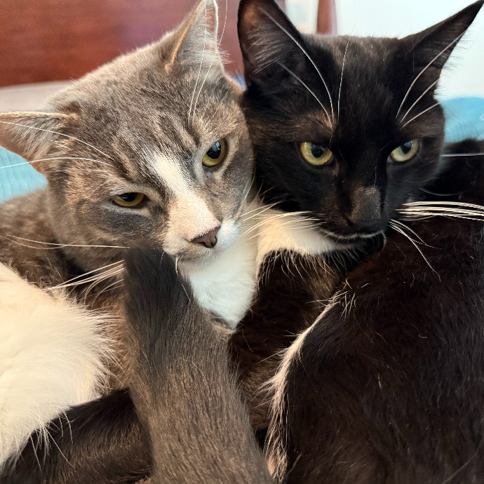 Cat First Care