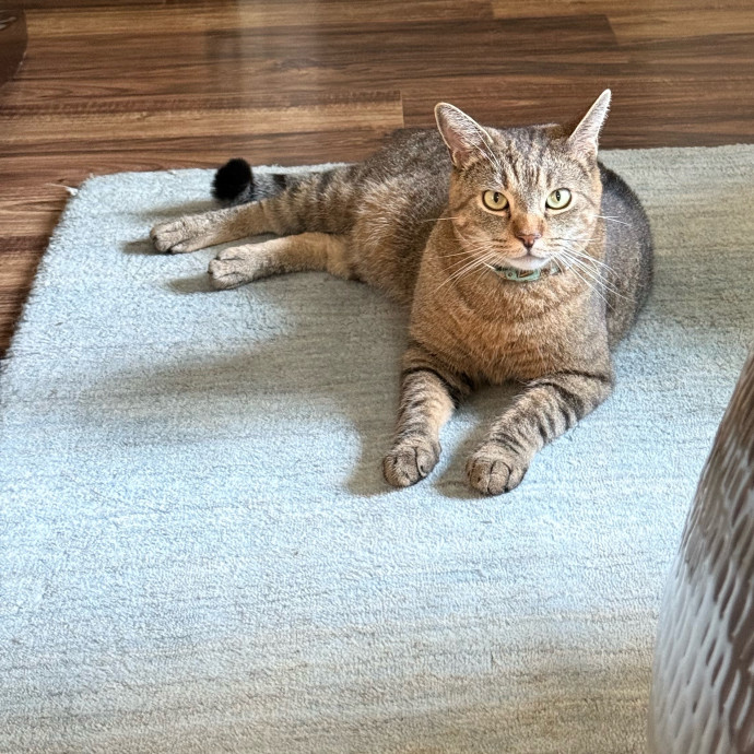 Cat First Care