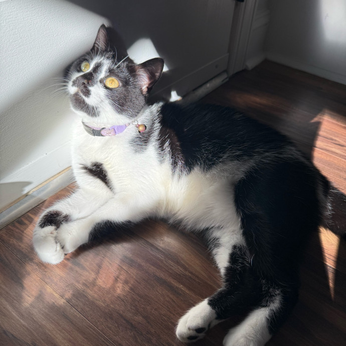 Cat First Care