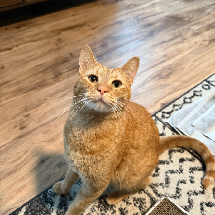 Cat First Care