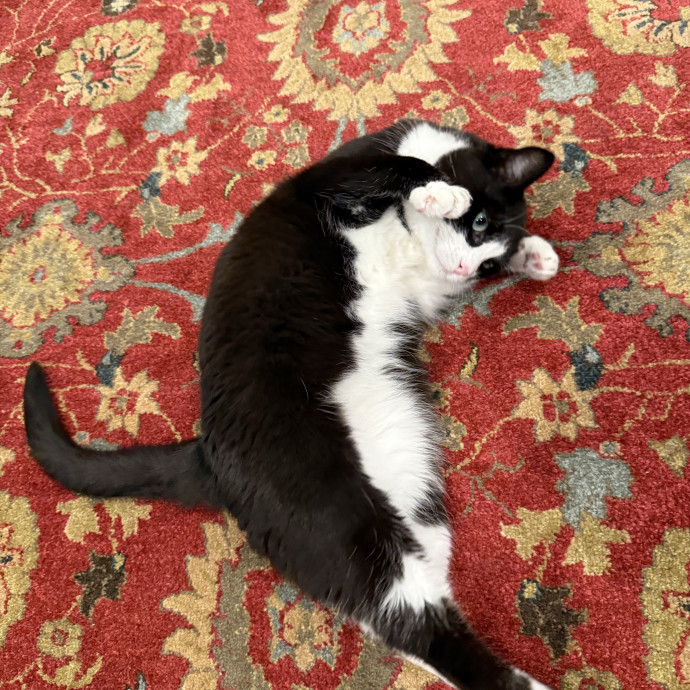Cat First Care