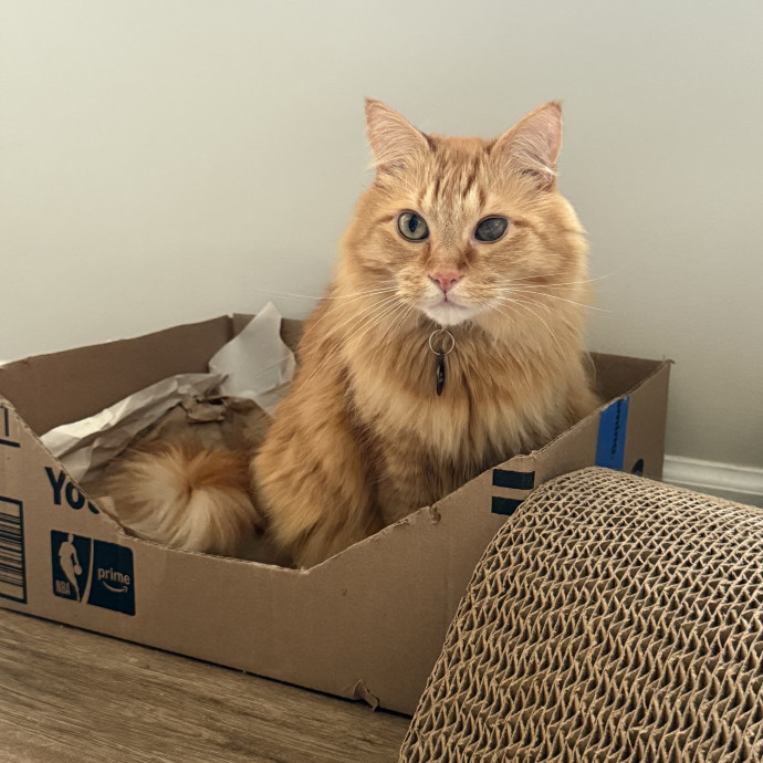 Cat First Care photo 3