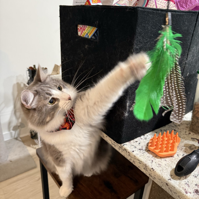 Cat First Care photo 2