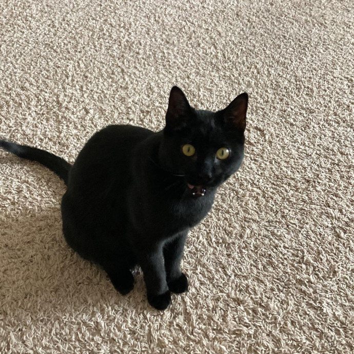 Christina's Cat Sitting