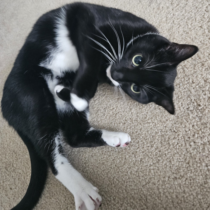 Christina's Cat Sitting