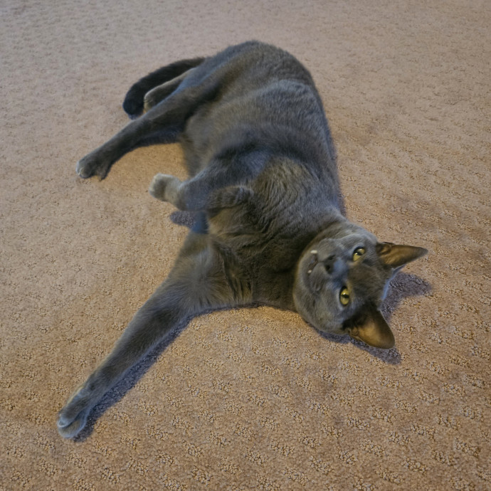 Christina's Cat Sitting
