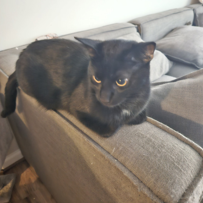 Christina's Cat Sitting