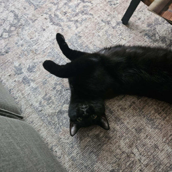 Christina's Cat Sitting photo 3