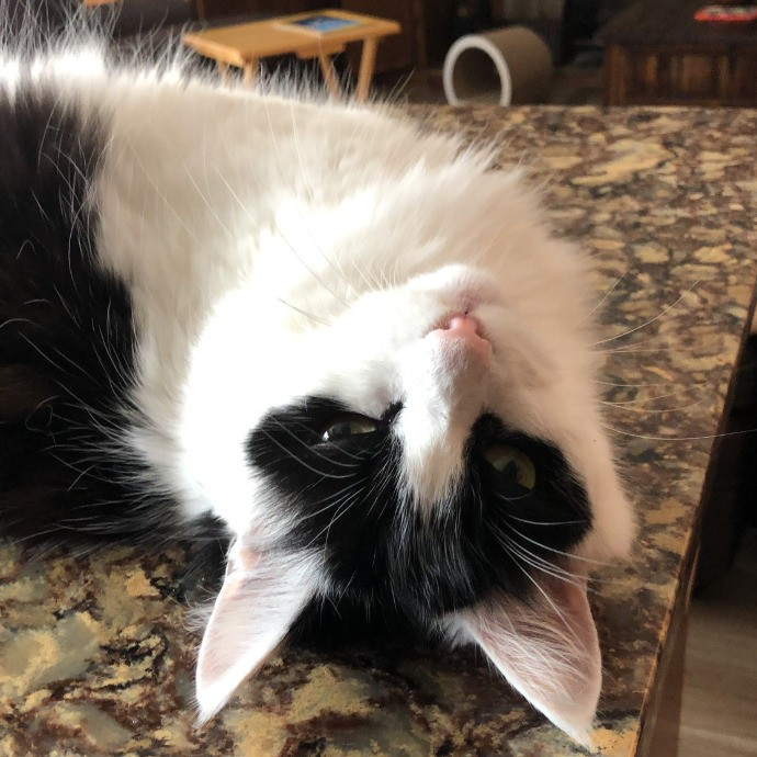 Pawsitive Joy