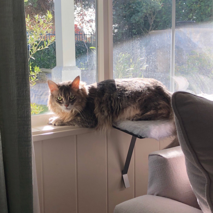 Pawsitive Joy