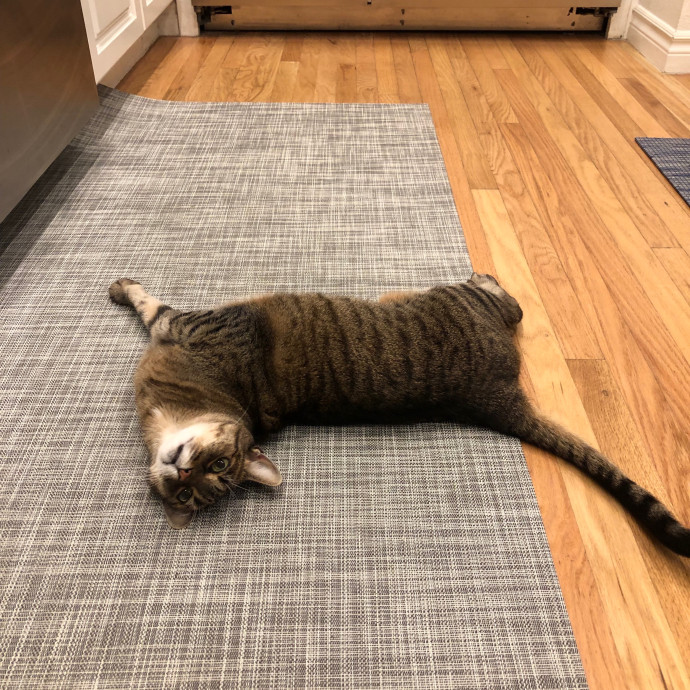 Pawsitive Joy