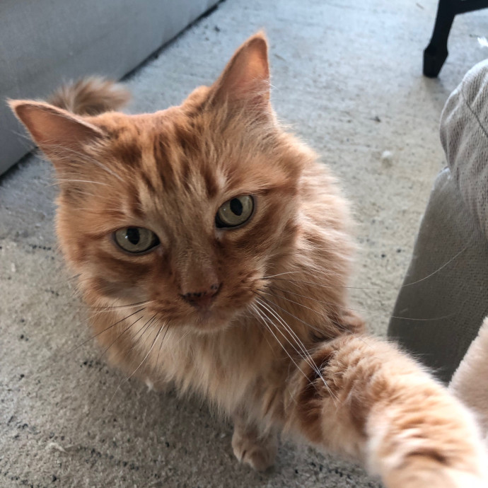 Pawsitive Joy