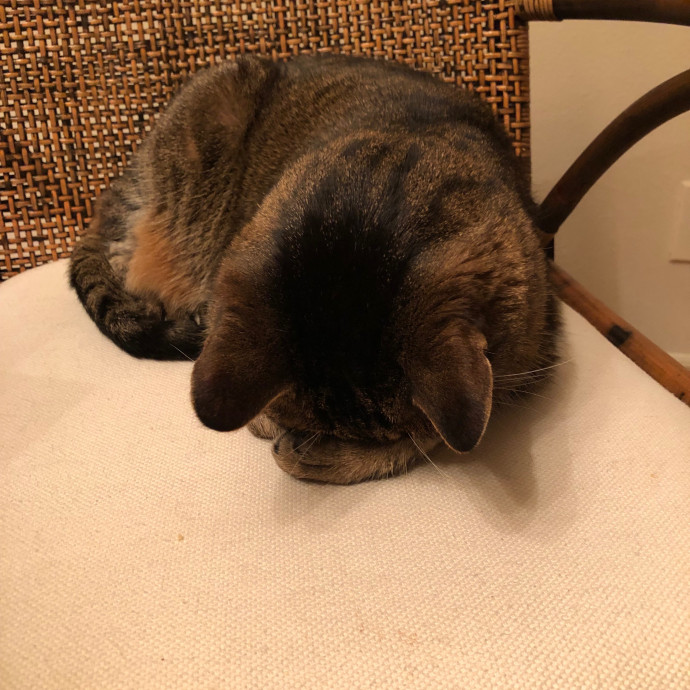 Pawsitive Joy