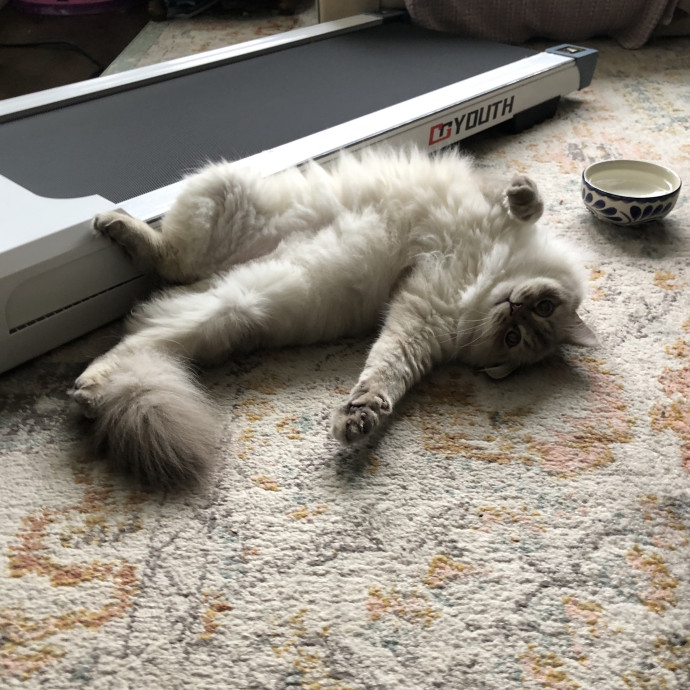 Pawsitive Joy
