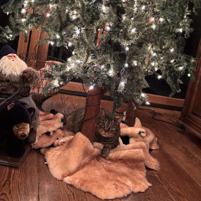 Pawsitive Joy photo 2
