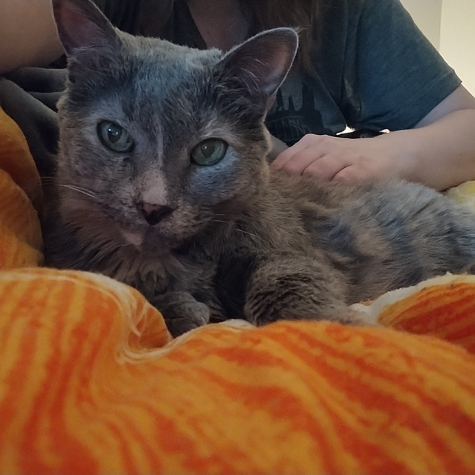 Friend Of Felines photo 3