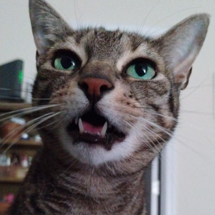 Friend Of Felines photo 2