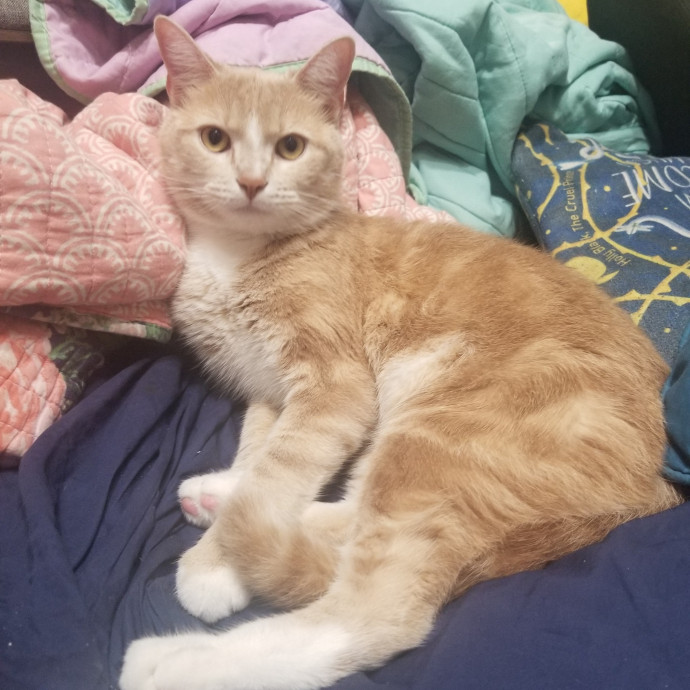 Compassionate Cat Lover