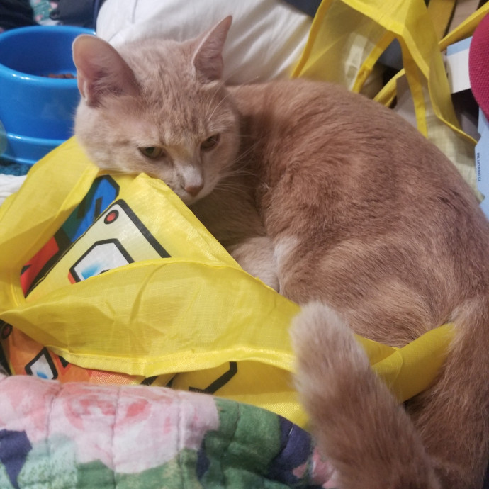 Compassionate Cat Lover photo 3