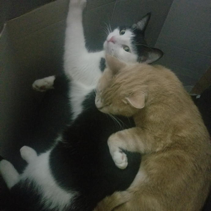 Compassionate Cat Lover
