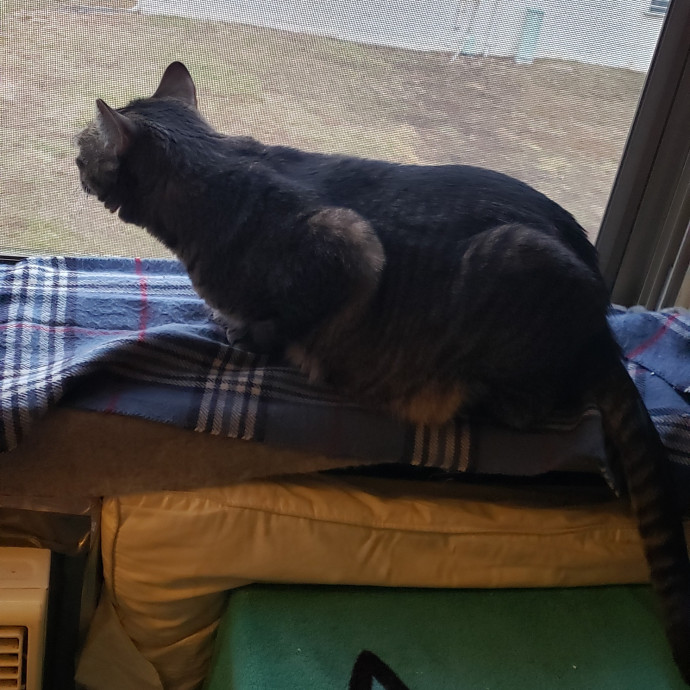 Esper The Catfriend
