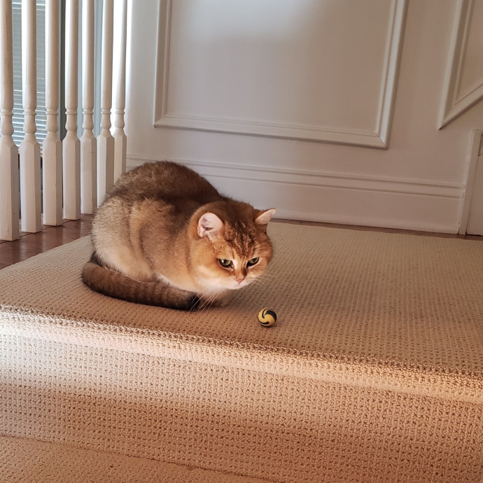 Esper The Catfriend
