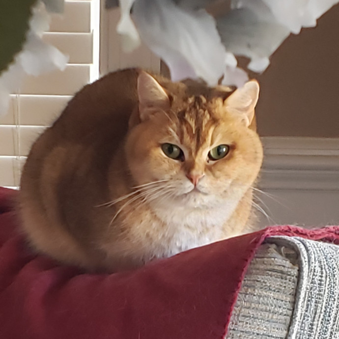 Esper The Catfriend