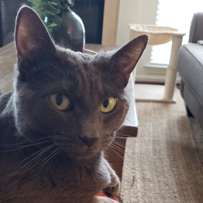 Esper The Catfriend