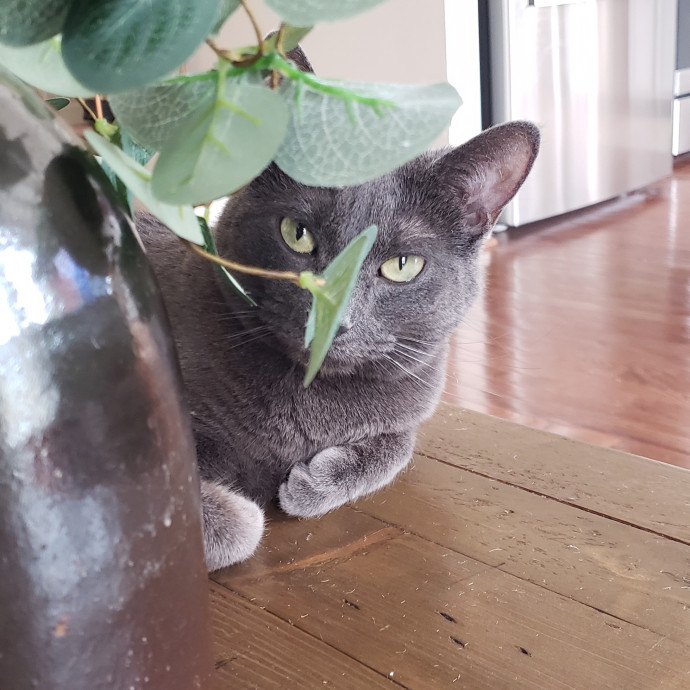 Esper The Catfriend