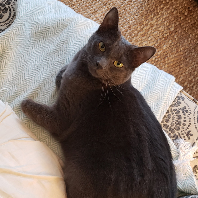 Esper The Catfriend