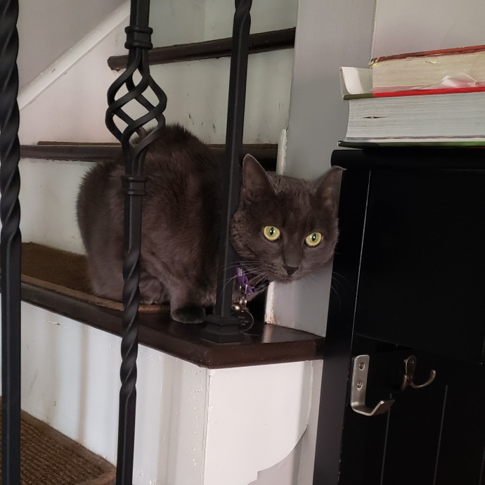 Esper The Catfriend
