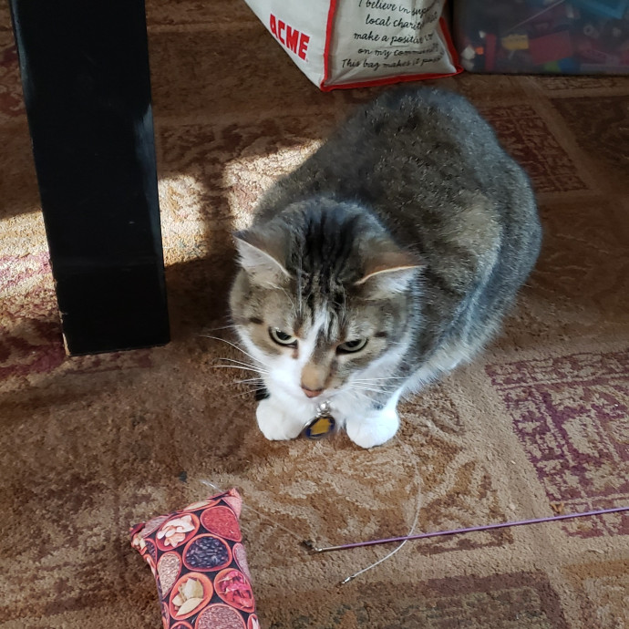 Esper The Catfriend