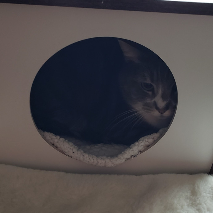 Esper The Catfriend