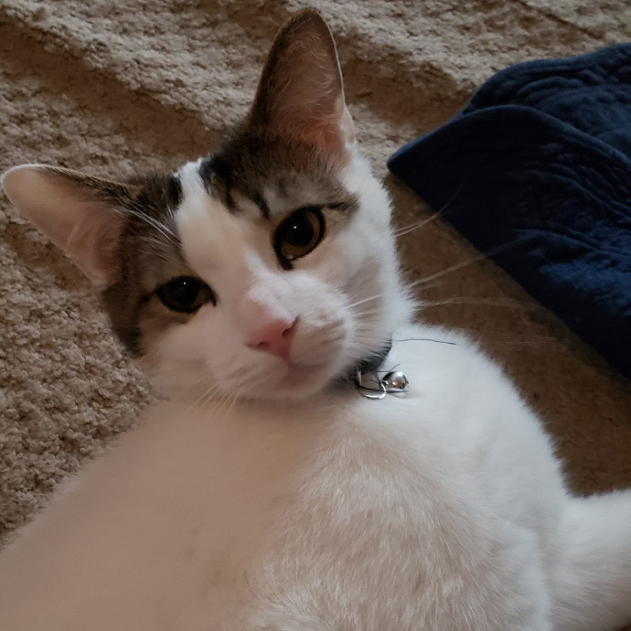 Esper The Catfriend