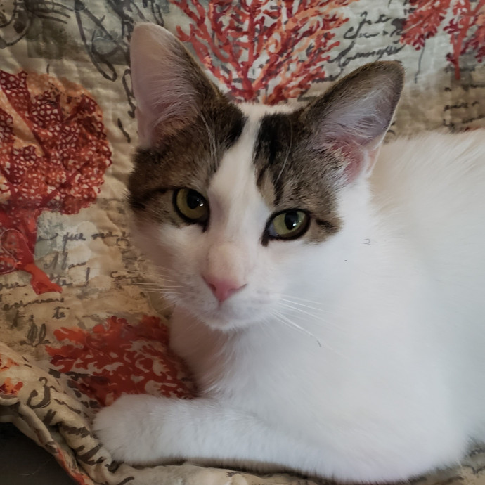 Esper The Catfriend