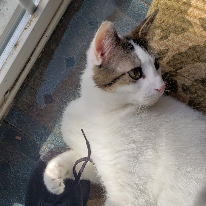 Esper The Catfriend